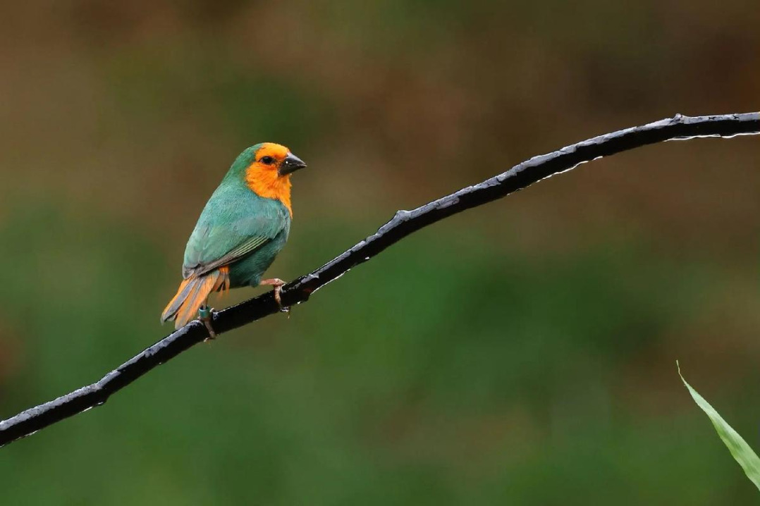 Legal efforts bolstered to protect wild birds