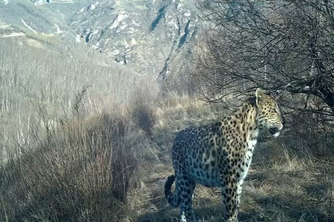 3 rare North China leopards spotted in Hebei nature reserve