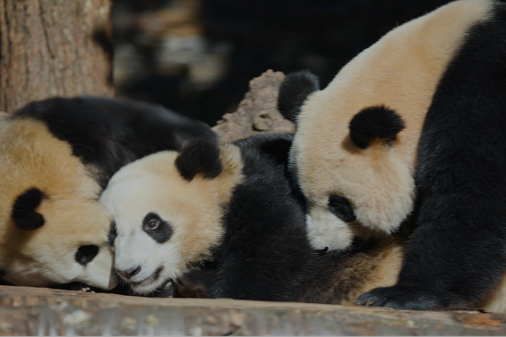 Series explores the ecological chain in China's national parks