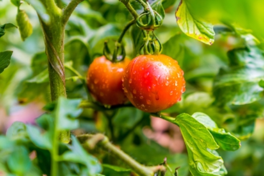 Exploring modern agriculture in Xizang's Panam county
