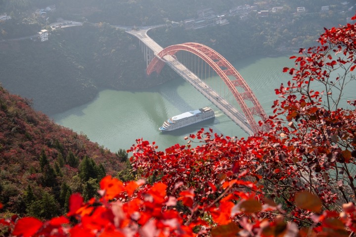 Chongqing's red leaves reach peak viewing season