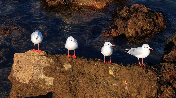 Gull-watching becomes Qingdao's winter highlight