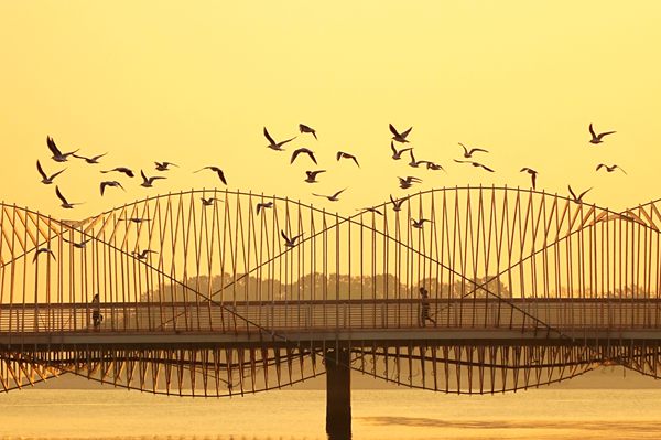 Gulls at Tangdao Bay dance in winter sun