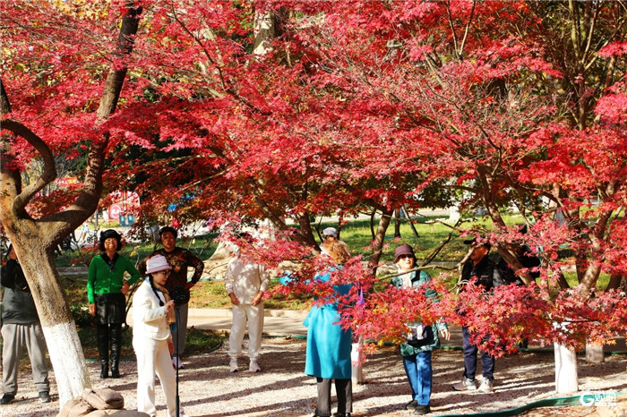 Qingdao's winter-kissed maple symphony