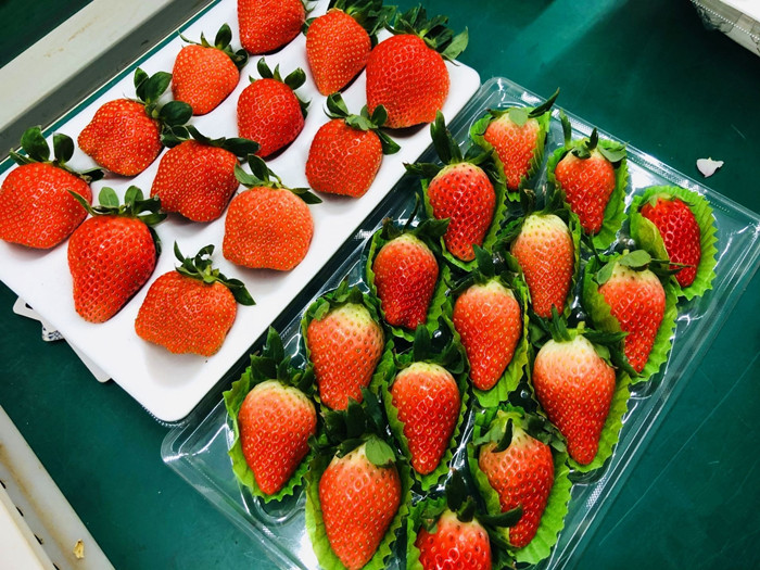 Strawberries sweeten path to rural prosperity in Qingdao village