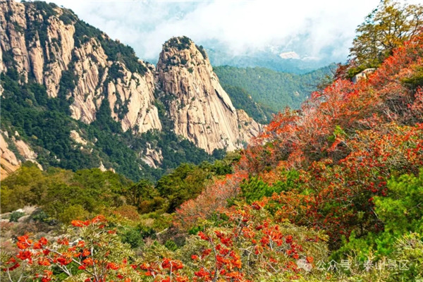 Taishan Mountain's green miracle: From barren slopes to lush canopy