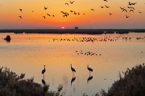 Birdwatching season kicks off in Dongying, highlighting biodiversity