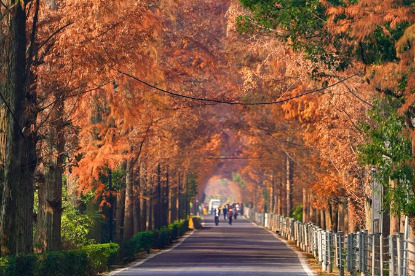 Metasequoia avenue in Changsha showcases nature's splendor