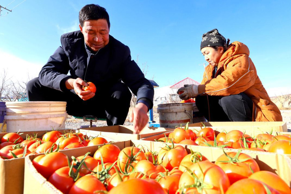 Winter harvest keeps markets supplied in Linze, Gansu