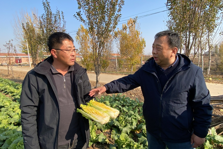 Hebei cooperative's cabbage proving a hit across China