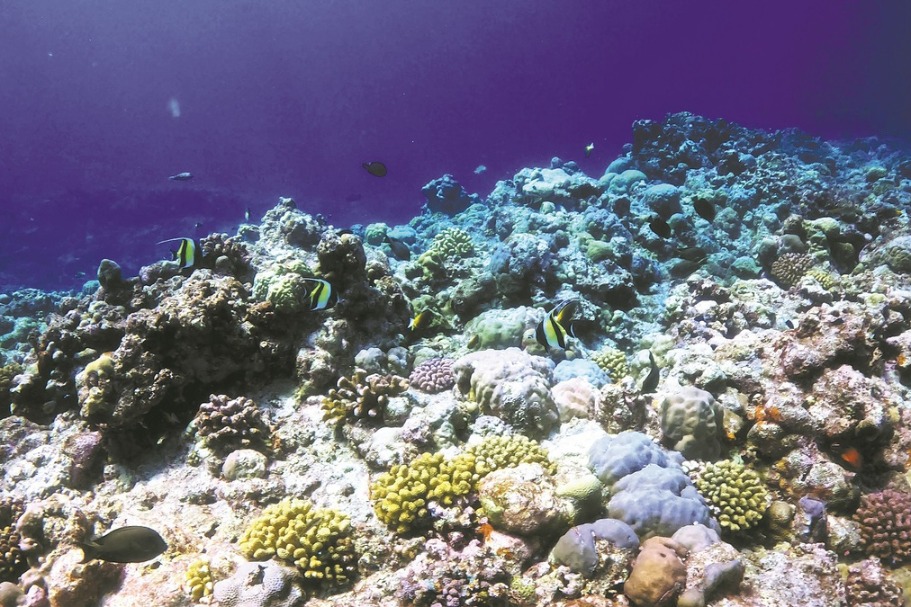 Marine ecology off South China's Hainan Island remains favorable, report says