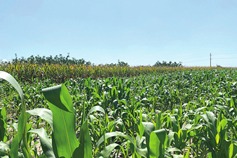 Shanxi's agricultural aid project in Grenada wins global case award