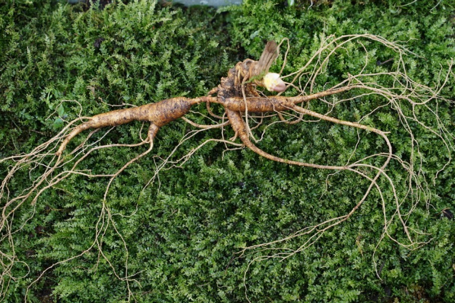 'Huanren ginseng' goes global, grows market