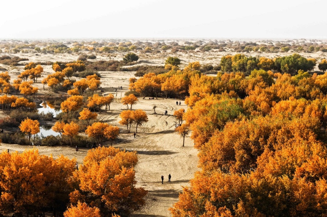 Scenery of populus euphratica forests in Xinjiang