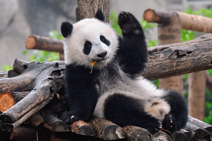 Chengdu, Sichuan province