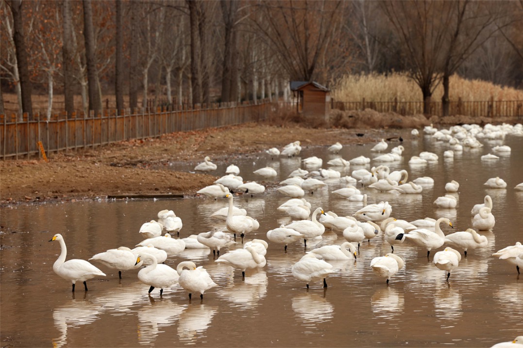 Thousands of wild white swans arrive in Shanxi for wintering