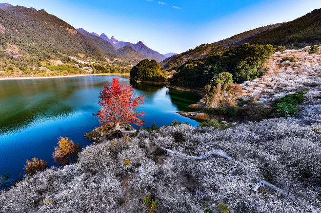 2025 Guangzhou Plum Blossom Viewing Season opens