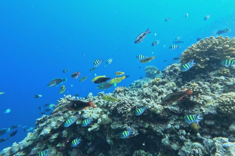 Huangyan coral reefs healthy, says report