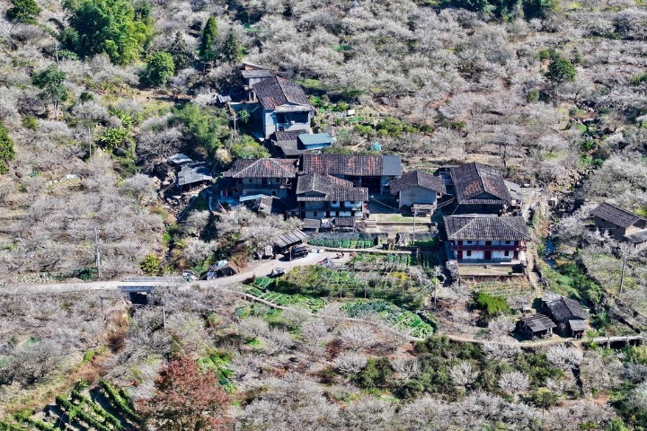Plum blossoms in Fujian