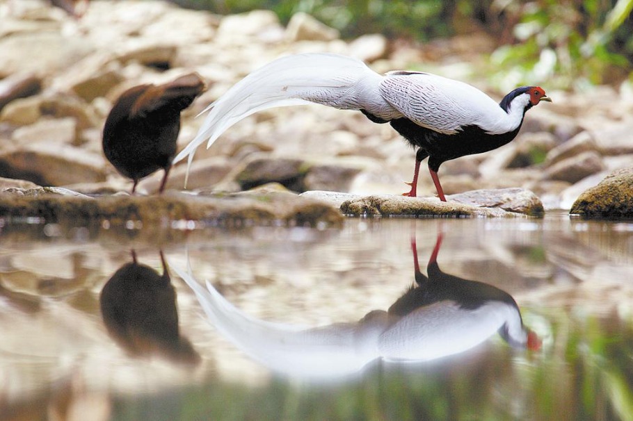 BBC documentary captures Guangdong's wild side