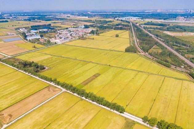 Jinan boosts progress in rural vitalization