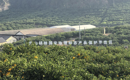 Quzhou's tangelo industry drives shared prosperity