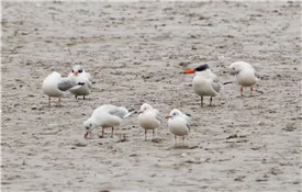 Caspian terns appear in Yangzhou