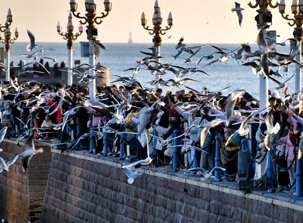 Seagulls give Qingdao's winter ecological charm