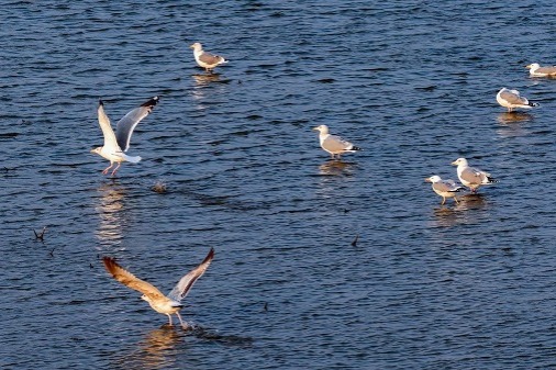 Vega gulls return to Hangzhou's Qiantang wetlands