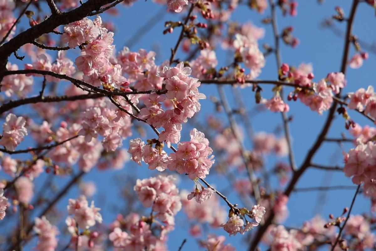 Winter cherry blossoms create unexpected spectacles