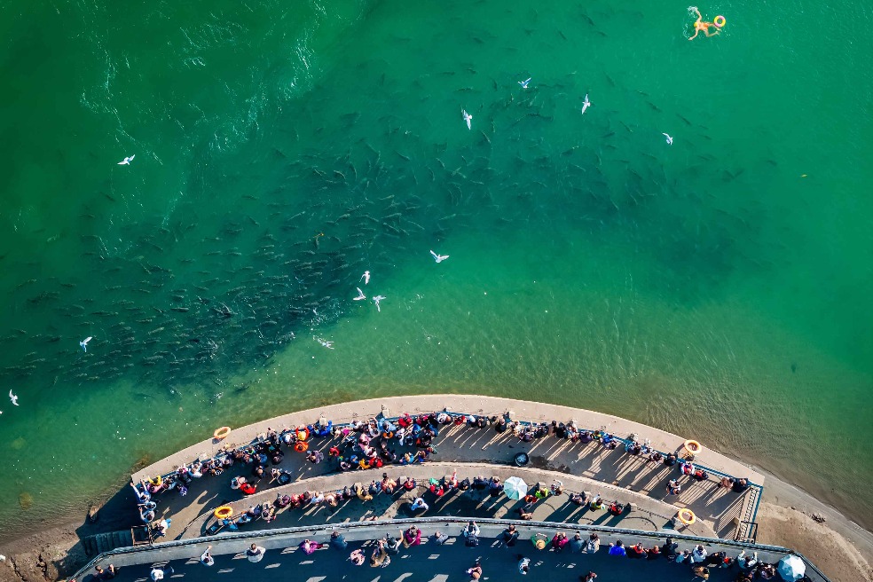 Sichuan's ecological restoration attracts record number of migratory birds