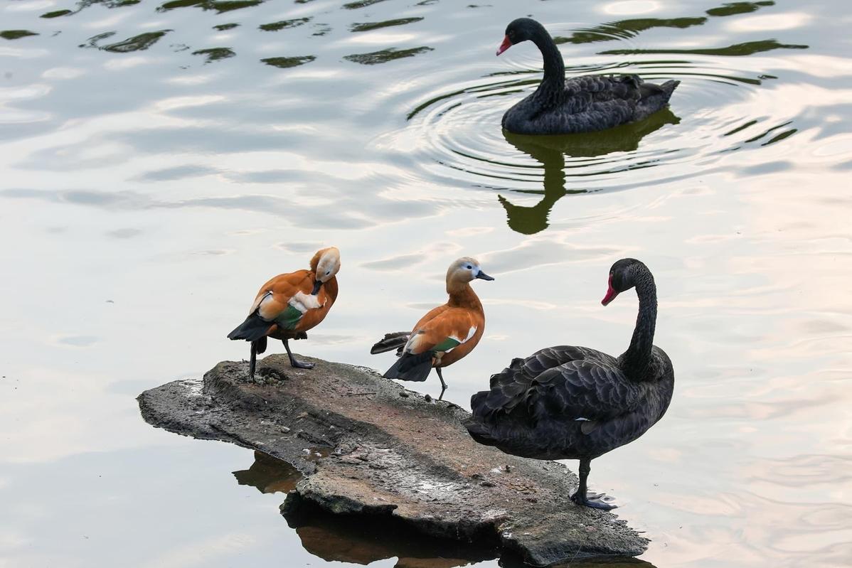 Chongqing park becomes stage for captivating natural phenomenon