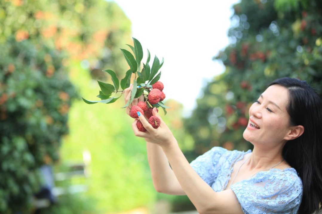 Guangdong lychee farmers adopt AI for disease, pest detection
