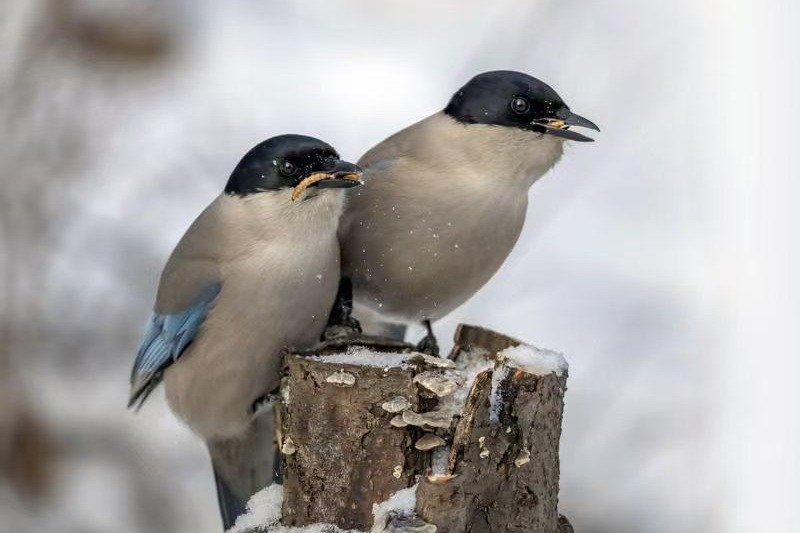 Woodpeckers, finches captured in Jilin winter scenes