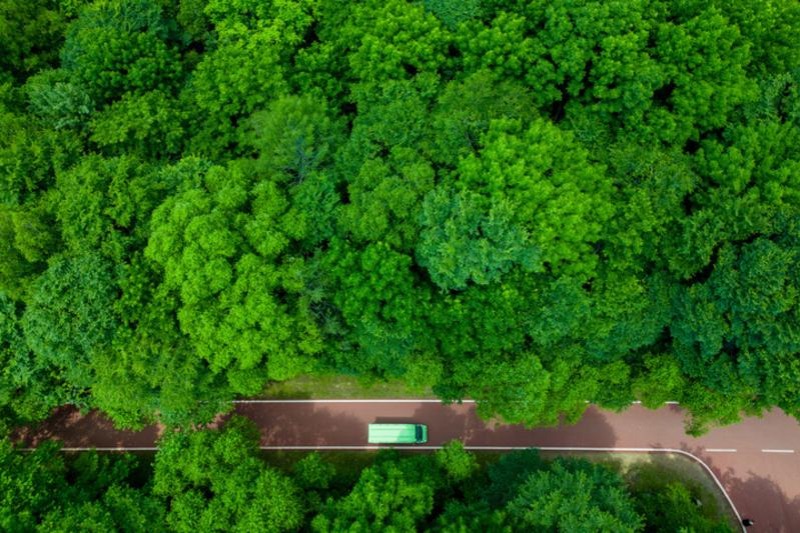 China's forest, grass coverage rate surpasses 56%: report