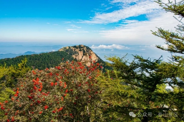 A green miracle: How Taishan Mountain reclaimed its forests