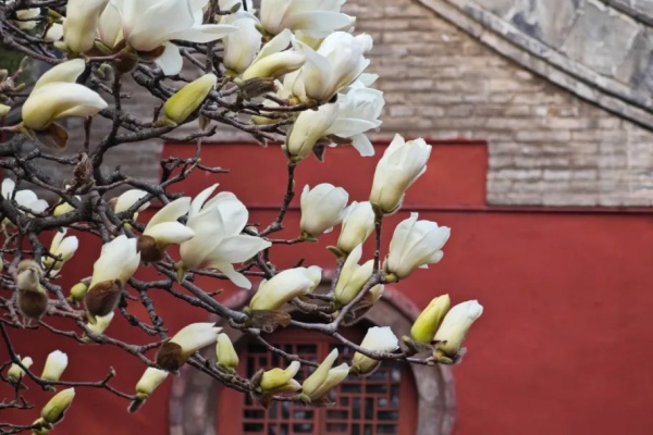 Puzhao Temple: A hidden gem at foot of Taishan Mountain