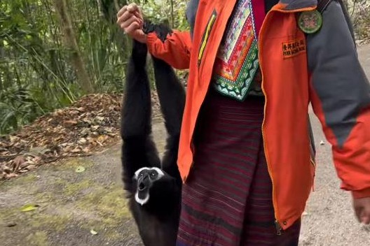 Chatty gibbon has fun with caretaker in Yunnan