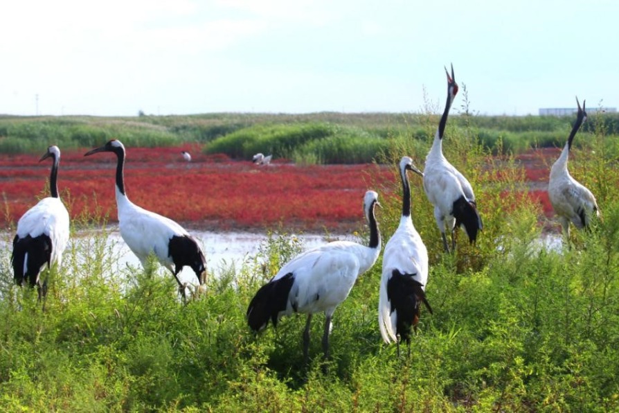 BMW Brilliance expands wetland conservation efforts in Northeast China