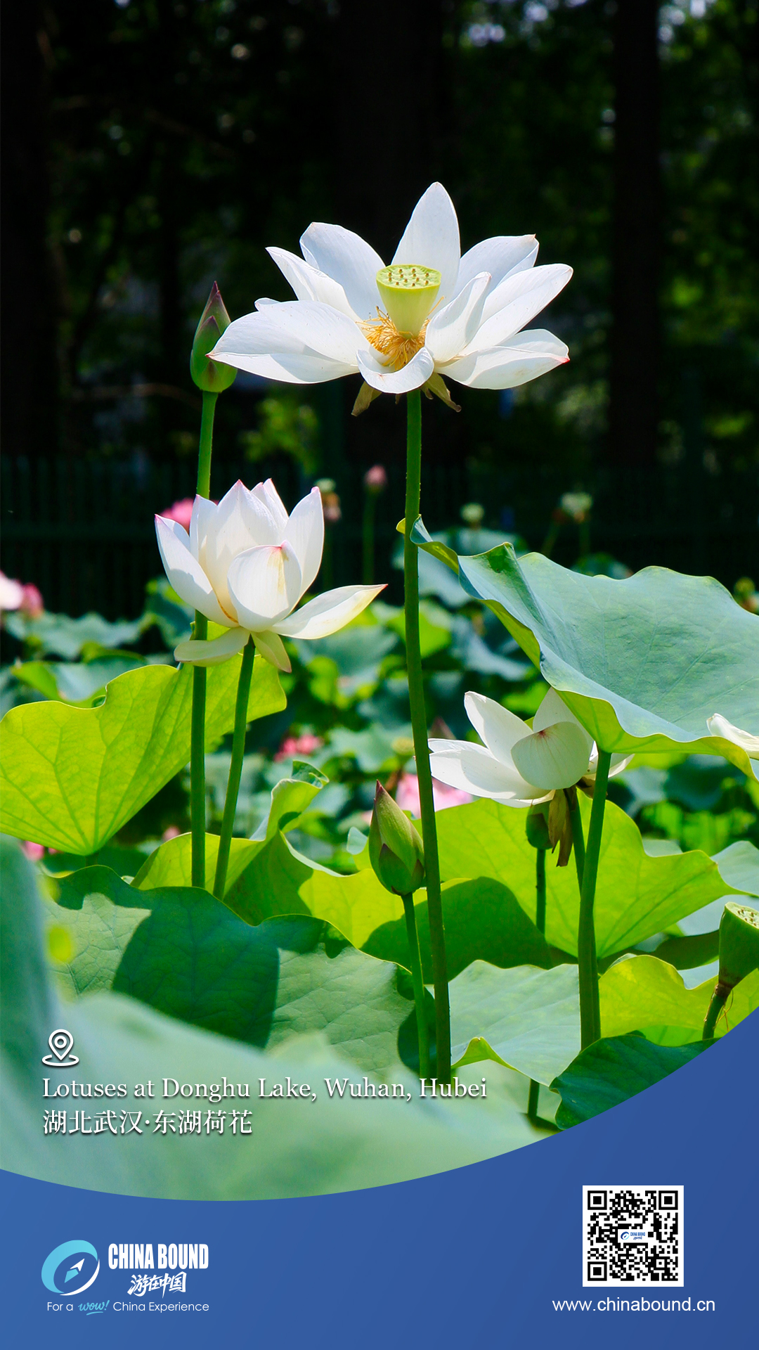 Lotuses at Donghu Lake, Wuhan, Hubei