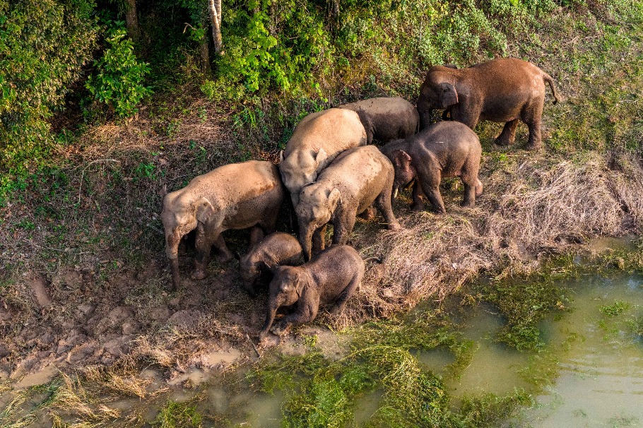 New elephant protection rules realistic, expert says