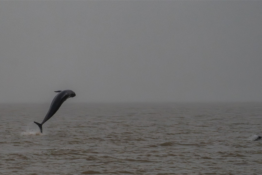 False killer whales spotted again in Nantong waters