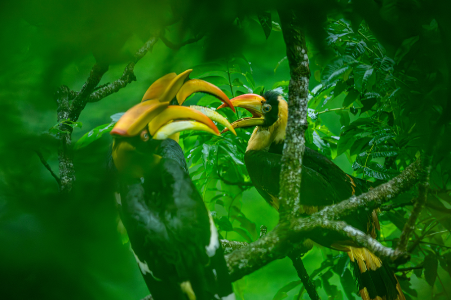 Twenty-eight hornbill chicks fledge in Yunnan's Yingjiang county