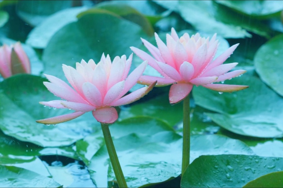 Rain-kissed water lilies bloom in Dali's Xizhou ancient town