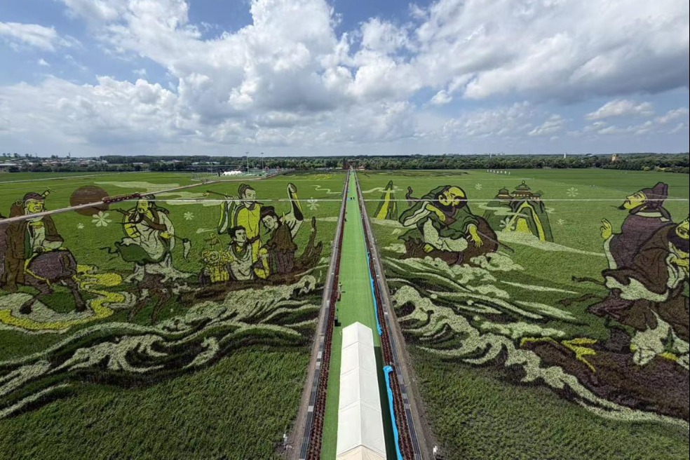 Rice paddy paintings hit peak viewing season at Harbin farm