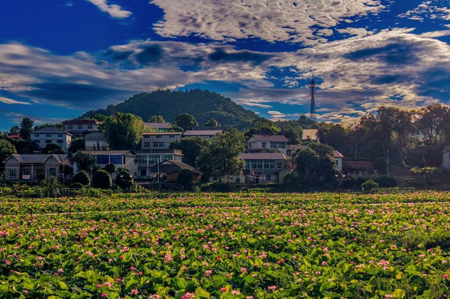 Lotus flowers in full bloom at Hunan resort