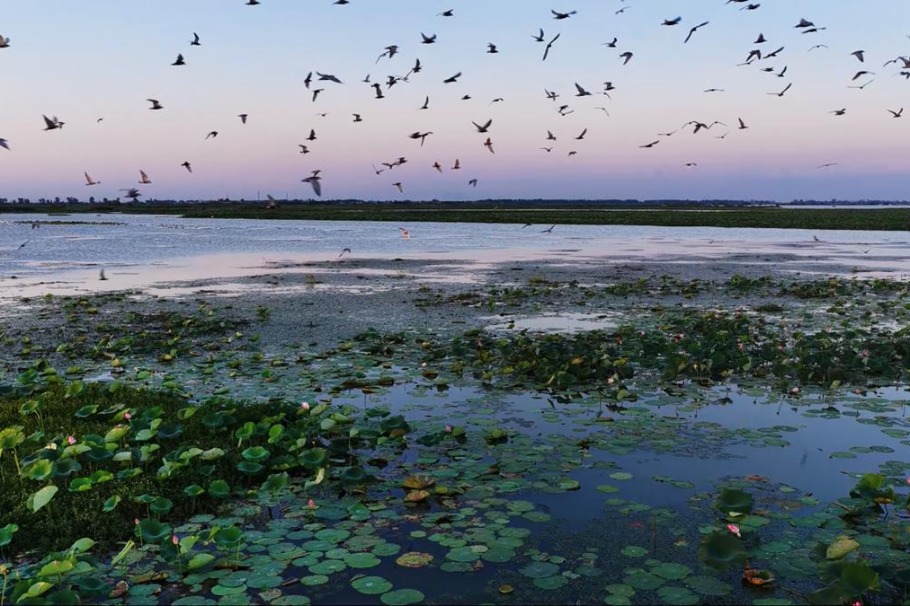 Whiskered terns flock to Diaocha Lake for a Hubei summer