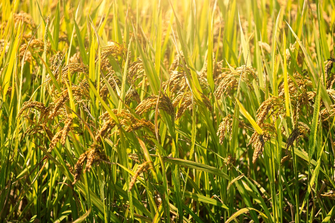 New IP protection to spur crop innovation